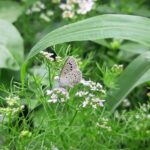 Lifespan - a butterfly sitting on a flower in a field