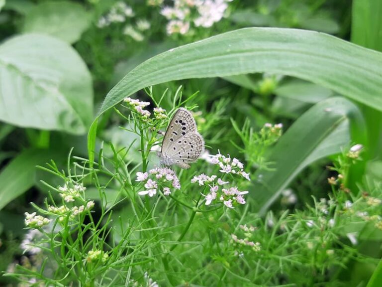 Lifespan - a butterfly sitting on a flower in a field