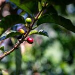 Coffee Farming - a branch with berries and leaves on it