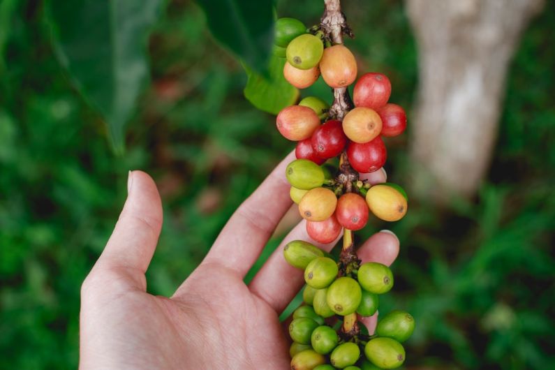 Organic Coffee - a hand is holding a bunch of berries