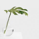 Simple Designs - Cheese plant leaf in clear glass vase