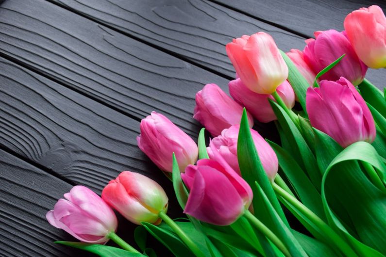 Tulip - pink tulips on gray wooden surface
