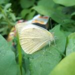 Preferences - a white butterfly sitting on top of a green leaf