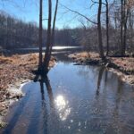 Memberships - a stream running through a forest filled with lots of trees