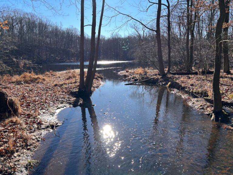 Memberships - a stream running through a forest filled with lots of trees