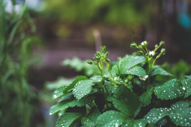 High-Quality Beans - water drops on green leaf plants