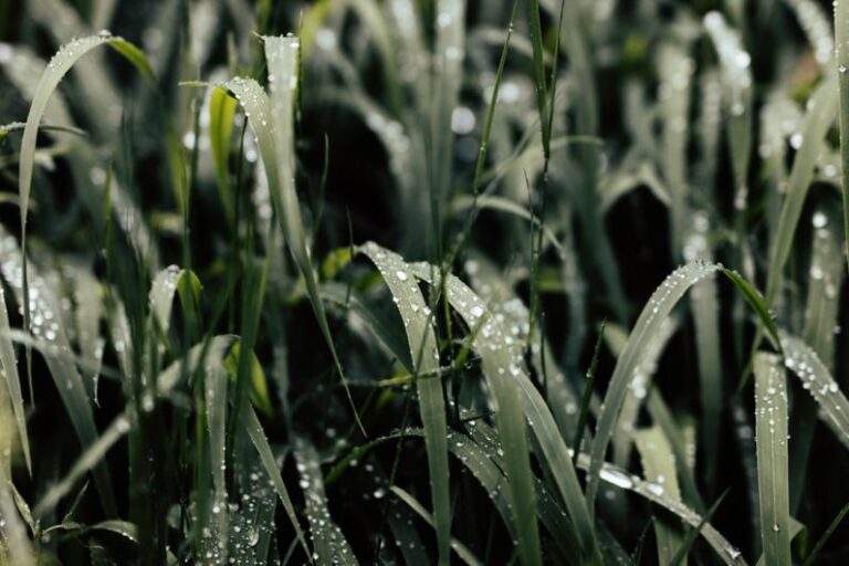 Freshness - green grass filled with water dew