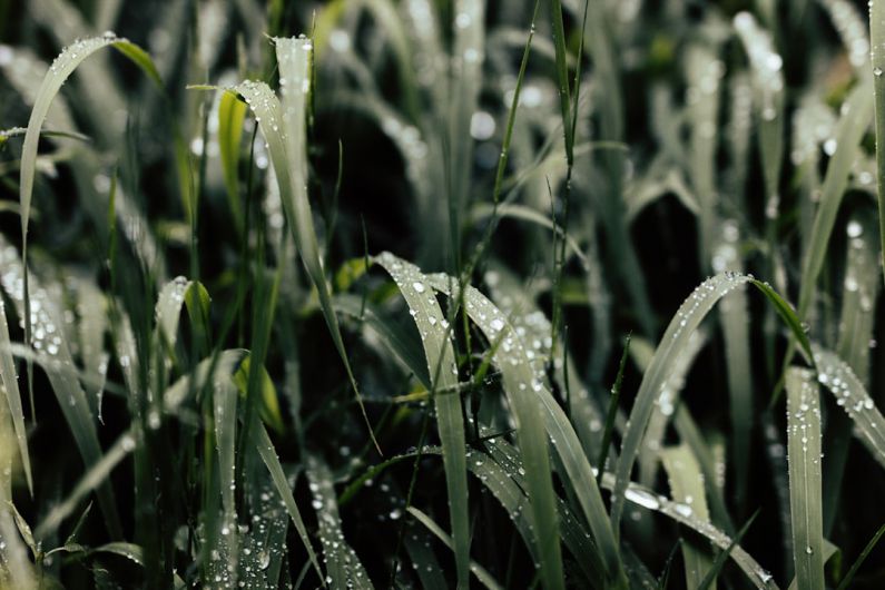 Freshness - green grass filled with water dew